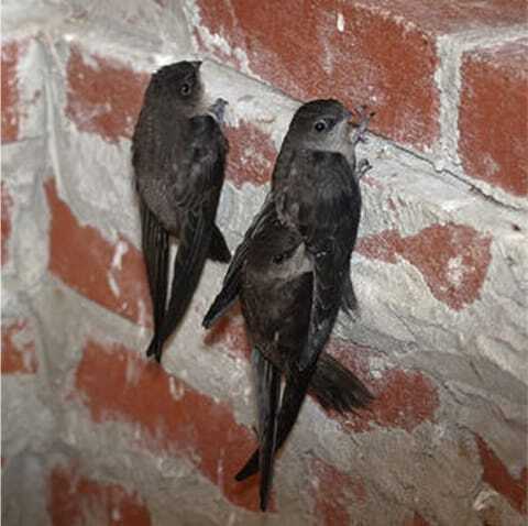 A swirling flock of chimney swifts entering the tall stone chimney of The Wilbur Mansion during their migratory stop-over in Bethlehem.