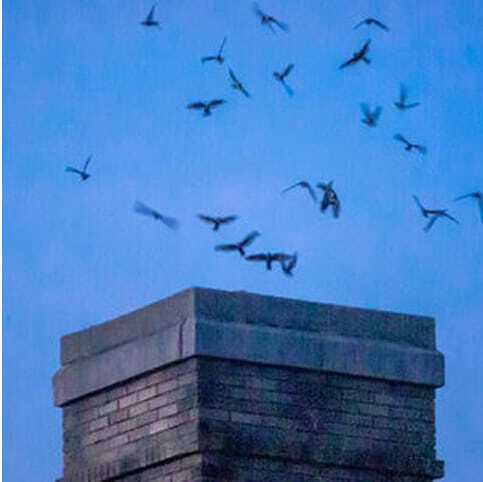 A group of chimney swifts flying above a brick chimney at dusk near The Wilbur Mansion in Bethlehem.A group of chimney swifts flying above a brick chimney at dusk near The Wilbur Mansion in Bethlehem.
