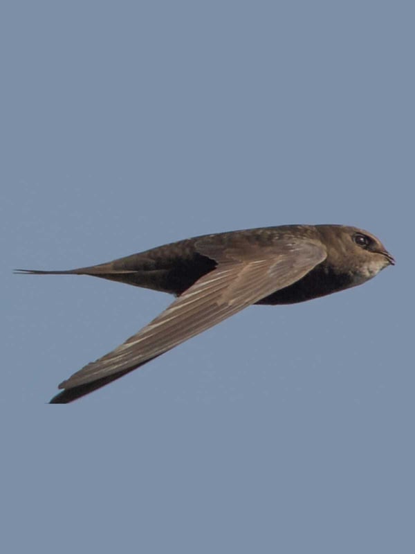 Chimney Swifts