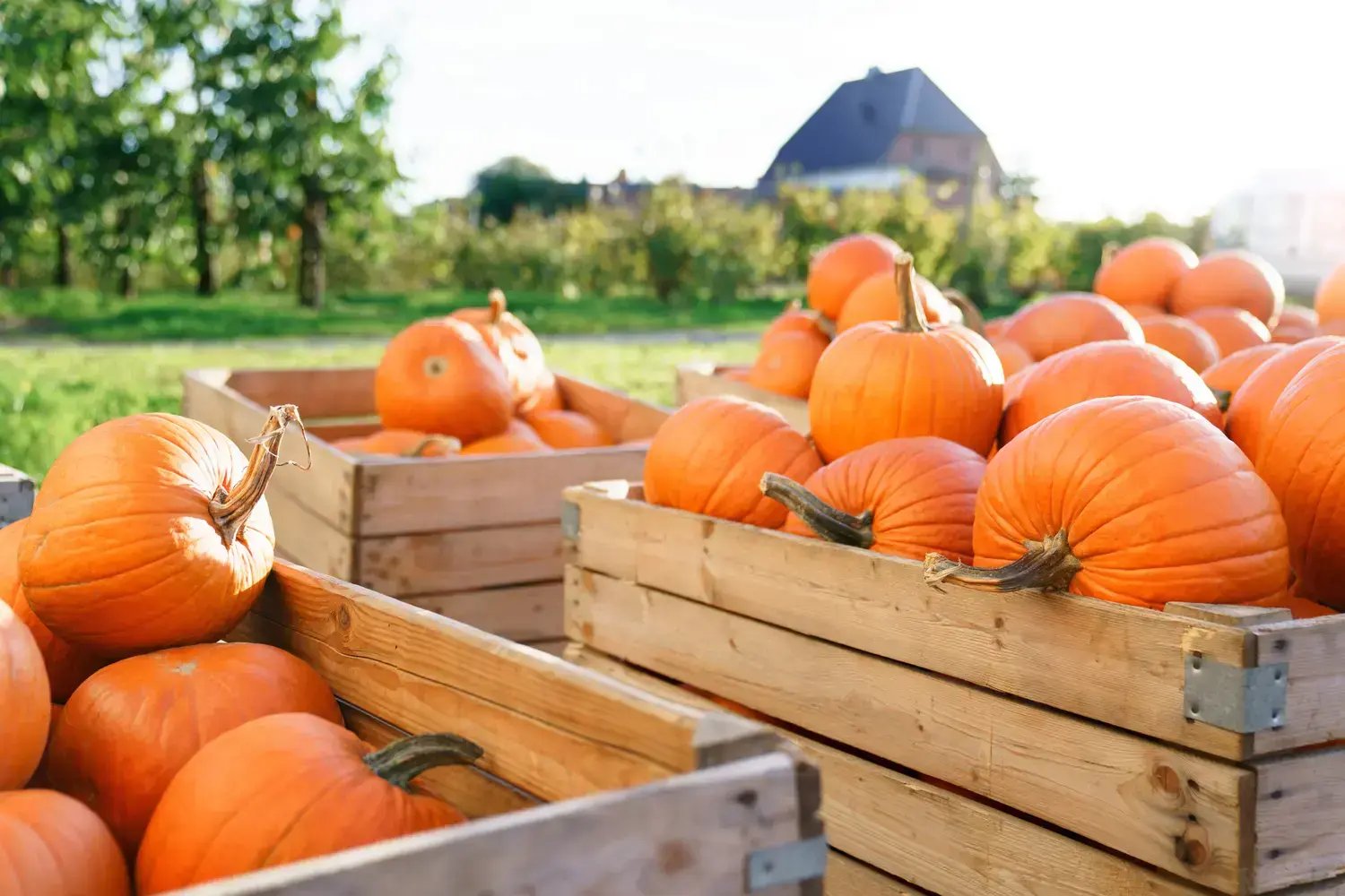 shutterstock_2510872551 (1) (1)